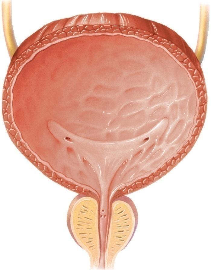 The urinary bladder is a hollow, distensible, muscular organ lying in the pelvic cavity. 2.