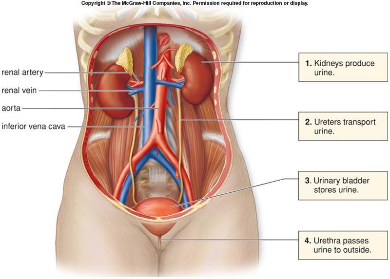 Organs of Urinary System Kidneys (2) form urine Ureters (2) Carry urine from kidneys