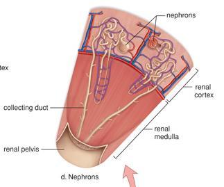 Kidney - Nephron
