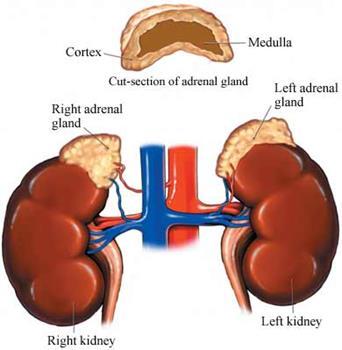 Secretion of Hormones Assist the endocrine system The kidneys release renin, which leads to the
