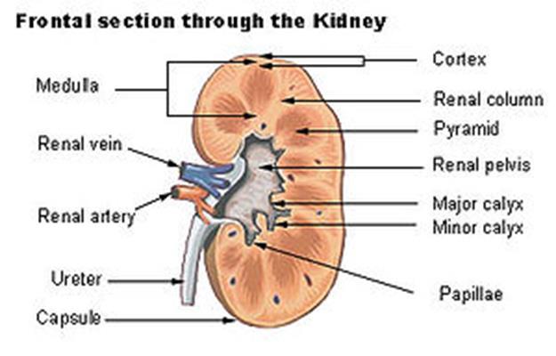 Kidneys Kidneys are paired organs Located near the small of the back in the lumbar region on either