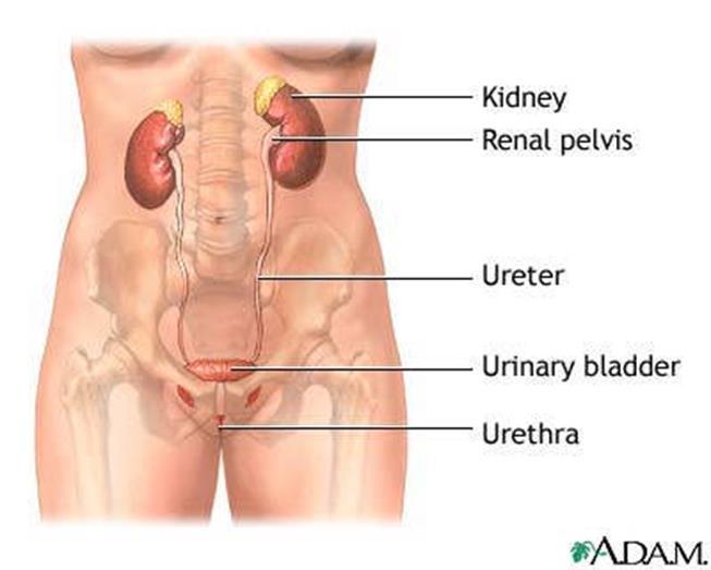 Ureters Conduct urine form the kidneys to the bladder Small muscular tubes The walls of ureters have three layers: Inner mucosa (mucous membrane) Smooth muscle layer Outer fibrous coat of connective