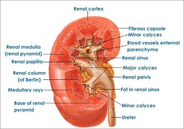 ANATOMY OF THE KIDNEY & EXCRETION The kidney has three regions: 1.
