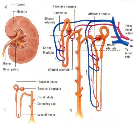 kidney tubules). Each nephron has its own blood supply including two capillary regions.