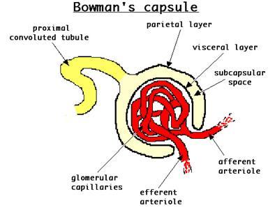 PARTS OF A NEPHRON Cup-like structure: glomerular capusule (aka Bowmans capsule) PARTS OF A NEPHRON Connects to proximal convoluted tubule Composed of cuboidal epithelial cells and tightly packed