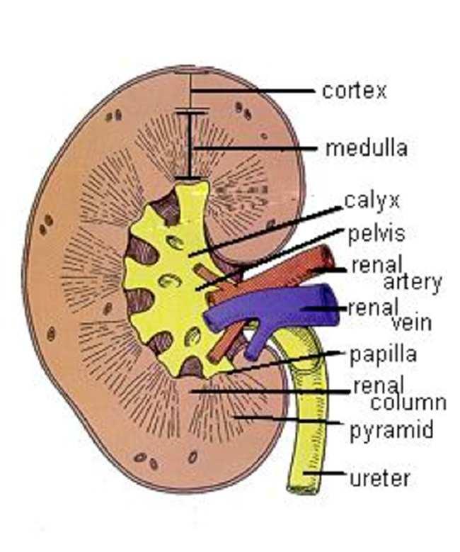 Kidneys Overview two bean-shaped organs behind upper part of abdominal cavity protected by ribs and heavy fat cushion connective tissue helps keep in place enclosed in mass of fatty adipose tissue