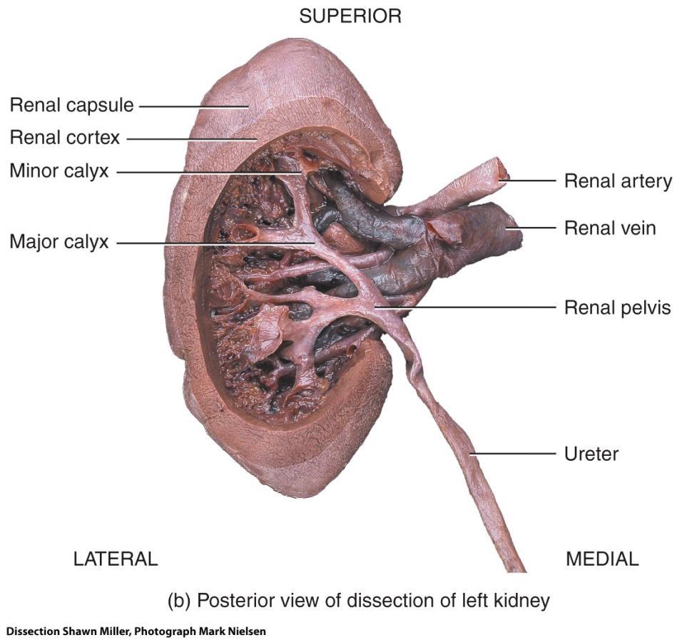 Internal Anatomy of the Kidneys Endeavour