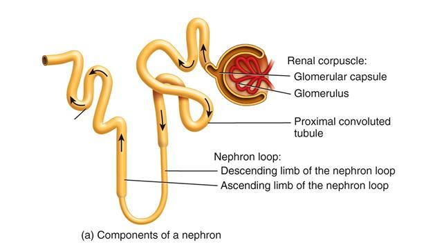 Renal Corpuscle The Nephron Glomerular capillary & Glomerular Capsule Proximal Convoluted Tubule (PCT) Loop