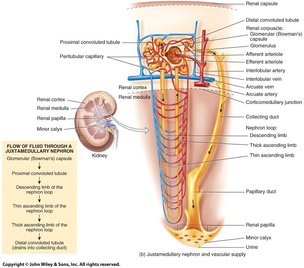 Juxtamedullary Nephrons A juxtamedullary nephron: Glomerulus: in the deeper cortex close to the medulla