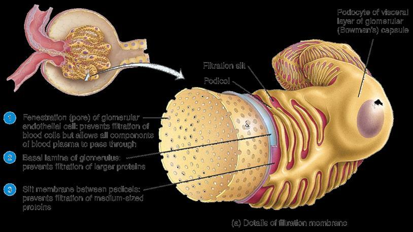 Histology of the Glomerular o Filtration (dialysis) membrane: