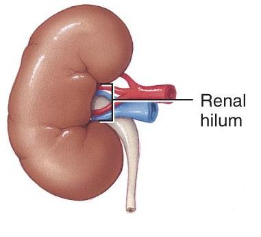 External Anatomy of the Kidneys o Three layers: surround each kidney: The renal capsule: Innermost The adipose capsule: Middle The renal fascia: Outer o The renal hilum/hilus: an indentation near