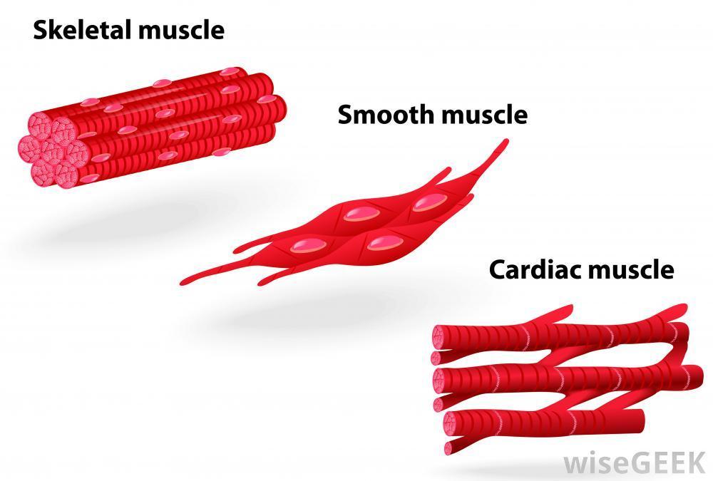 Muscles Skeletal movement Smooth organ functions such as peristalsis