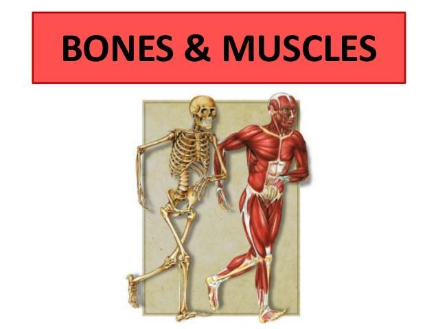 Big idea: Muscles and bones work together to allow