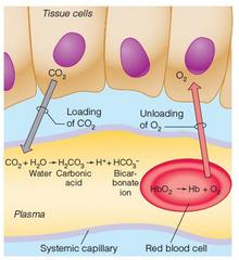 Circulatory System You need to know CO2 diffuses from cells into blood plasma triggering a
