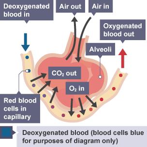 Respiratory What you need to know Oxygen leaves the lung alveoli and enters the