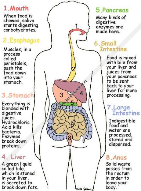 Digestion You need to know what each structure does and