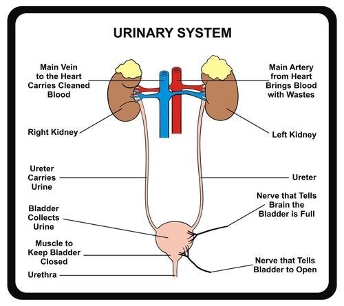 Urinary For the project all the structures shown in the diagram pay attention to relationship of the urinary