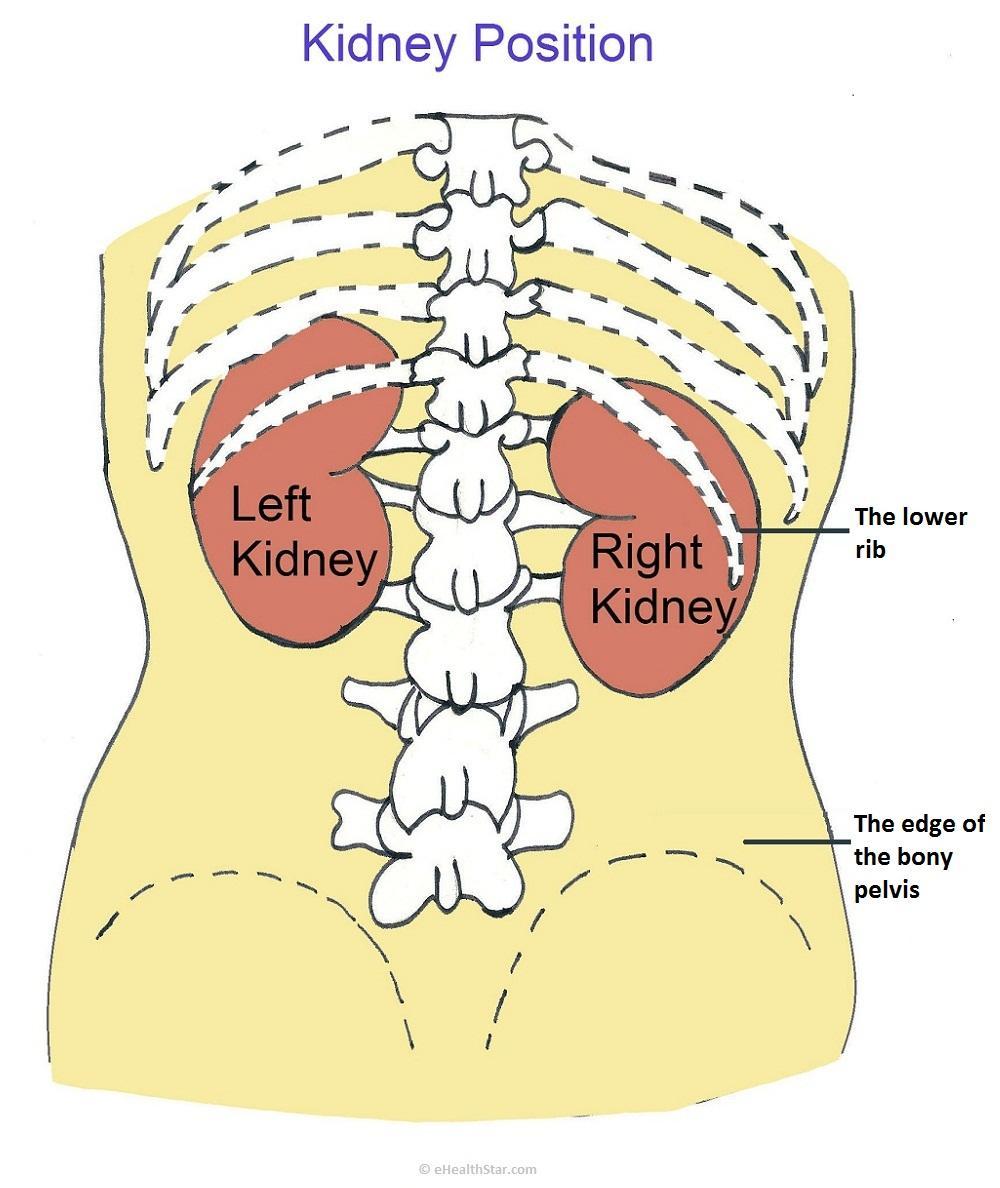 Urinary For the project pay attention to the kidney location relative to the rib