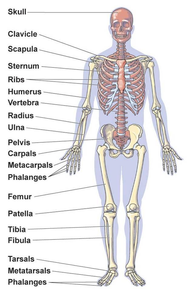 Skeletal System Functions Provides shape and support Enables movement Protects internal organs Produces blood cells Stores certain