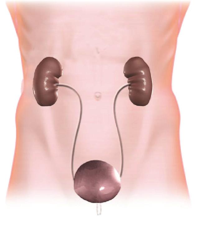 12 Urostomy Understanding Your Child s Urinary System The urinary system includes two kidneys, two ureters, a bladder, and a urethra.