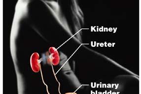 bladder, and urethra