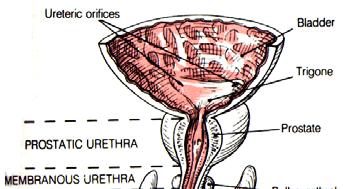 Male urethra conducts both