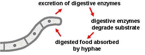 internal cavity release digestive enzymes Image from