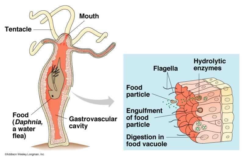 Extracellular and intracellular digestion Incomplete digestive system