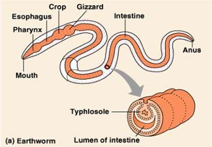 Extracellular digestion Animals with complete digestive systems NEMATODA to VERTEBRATES