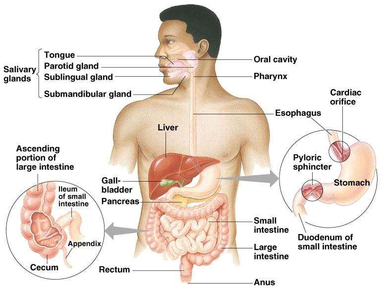 Mammalian digestion General plan Organs
