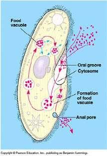 Intracellular digestion (evolved in singlecelled