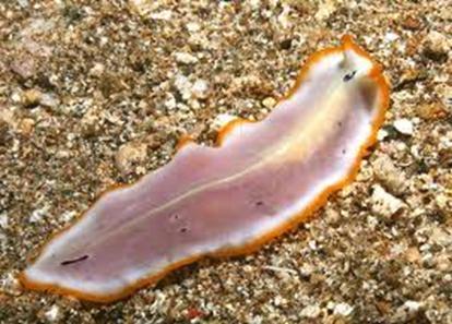 Learning Outcome G3 Learning Outcome G3 Analyze the increasing complexity of the Phylum Platyhelminthes, the Phylum Nematoda and the Phylum Annelida Phylum Platyhelminthes, Nematoda and Annelida