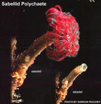 within the coelomic cavities of other polychaetes Consist