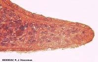 muscle Parenchyma Cilia Longitudinal