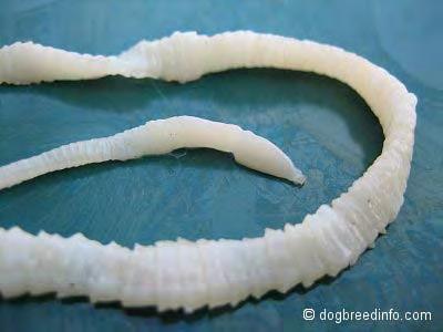 Tapeworm (Cestoda) Proglottids?
