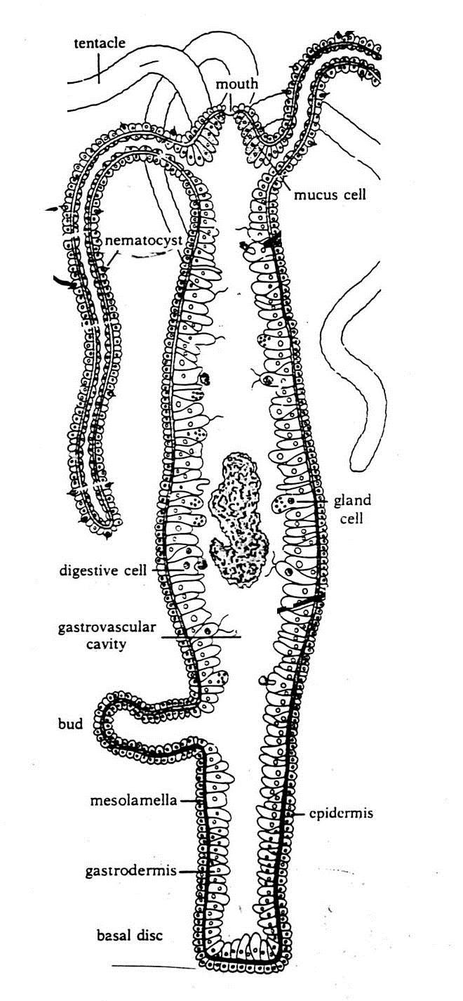Tentacles Mouth Phagocytosis Intracellular