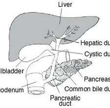 Anatomy Liver The neck of the gallbladder drains into the