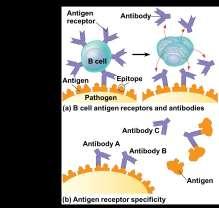 Binding of antigen receptor to an antigen gives rise to cells that secrete a soluble form of the protein called an antibody or immunoglobulin (Ig) ANTIGEN RECOGNITION BY T CELLS Each T