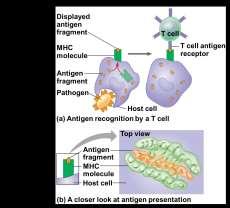 antigen fragments to the cell surface, a process called antigen presentation A T cell can then bind both the antigen fragment and the MHC molecule IMMUNOLOGICAL MEMORY First exposure is
