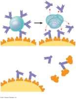 of a B antigen to an antigen is an early step in B activation This gives rise to s that secrete a soluble form of the protein called an antibody or immunoglobulin (Ig) Secreted antibodies are similar