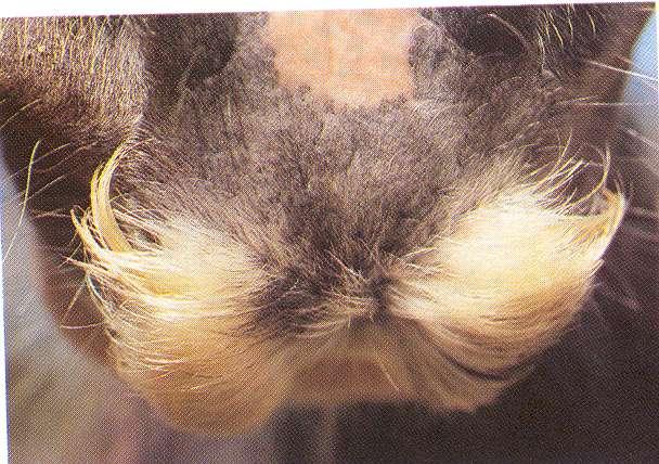 Secondary lesions Hypertrichosis Increase
