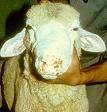 Etiology Sheep, Goat 3.Sheep pox.