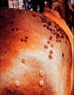Dermatitis Dermatophytes: Dermatophytosis - early annular