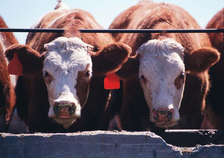 VOLUME 5 ISSUE 4 28 cent during the quarter prior to the announcement to 96 percent in the quarter after. The survey also asked respondents if they were confident U.S. beef is safe from BSE.