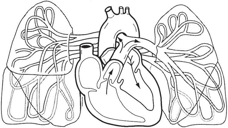 Chapter 11 The Cardiovascular System 219 20. Figure 11 10 shows the pulmonary circuit. (A) Identify all vessels that have leader lines.