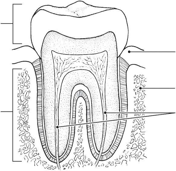290 Anatomy & Physiology Coloring Workbook 13. Figure 14 8 illustrates the longitudinal section of a tooth. (A) Identify the crown, gingiva, and root of the tooth (leader lines).