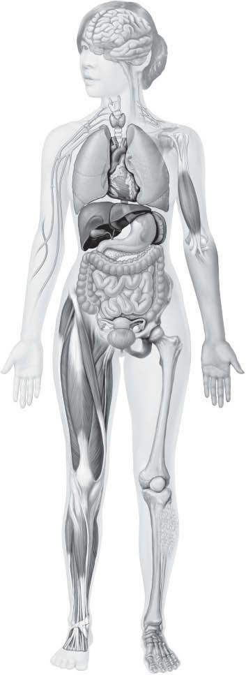 46 Anatomy & Physiology Coloring Workbook BODY TISSUES 17. The four major tissue types are named in Figure 3 9.