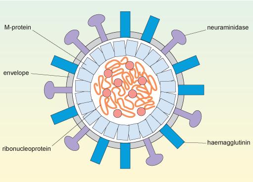 Virus 10 to 100 times smaller than a bacteria No cell nucleus Must enter another cell to reproduce Infective