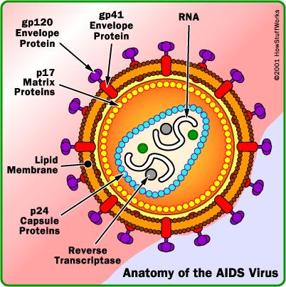 Virus Examples: DNA Virus: Influenza