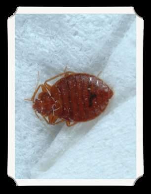 Bed Bug Control Bedbugs are not spread on people.